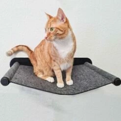Canadian Cat Company Filz-Hängematte Für Die Wand -ANIMON Geschaft 05bff4a9f82ca17aac31ad0d578a843a03e969a6 1360996 de DE 2f7dba7fff7fd30e8ac28d61faf3072ba982a2de23tQBO