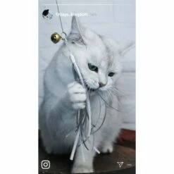 Kater Kasimir Deluxe Set Mit 9 Beliebten Katzenspielzeugen Aus Naturmaterial Und Handgemachtem CATDAD Armband -ANIMON Geschaft 122baa0b19daadb3dc19f77bbc4abc925f85480d 1408151 de DE b29a5f7f2530ce6388e16e2600369d70b2ec0350gWtDX5