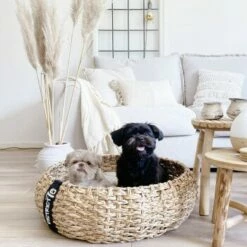 District 70 COCOON Natural M -ANIMON Geschaft 1db584284c497361442002ba80ca8dd9597a35b9 1ad367312153dfaf420d5600b6e8e9dac5cec798