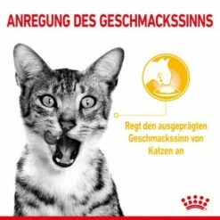 ROYAL CANIN SENSORY Taste In Gelee Für Wählerische Katzen 12x85g -ANIMON Geschaft 21ad04ecb0f38a0b3f44868dfeace831d1374356 3950f3bf5d1e7126a6f4420c4fce7c3f275b668e