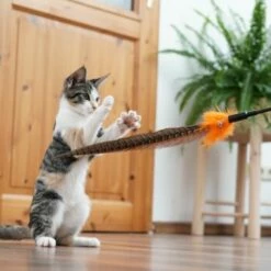 Schlitzohr Federwedel Birdy 3er Pack -ANIMON Geschaft 2e08cedc855b4fe4d22372cc22f48cef3188be3c 1659562 de DE 4a8ba2ccf79071630769db1080a8b14fba93fcb3EKX8X8