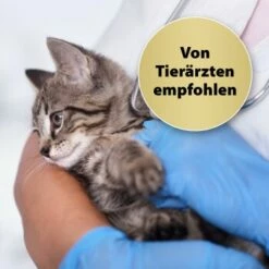 Felisept Home Comfort Beruhigungshalsband Für Katzen -ANIMON Geschaft 49f63f3eec6617dbc795d98ab15477ddca010d3a 1238279 de DE Felisept 2