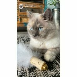 Kater Kasimir Deluxe Set Mit 9 Beliebten Katzenspielzeugen Aus Naturmaterial Und Handgemachtem CATDAD Armband -ANIMON Geschaft 4d777484de5457a02028f595b53fdb1b69e309d7 1408151 de DE 911e17a5e45692f3789ac8bc9aee946048898d74SkrQo3