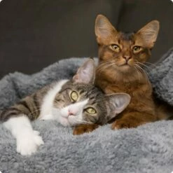 SELECT GOLD Adult Hair & Skin 12x85 G -ANIMON Geschaft 536de371626fbac7381fe51ce63607aedfae0cd8 1099803 de DE 4 Select Gold Cat 5