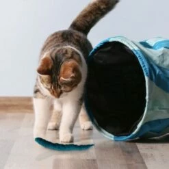 Kater Kasimir 3 Handgerollte Filzwürmchen Aus Schurwolle + 1 Mini-Flasche Katzenminze-Spray -ANIMON Geschaft 628f7d1d4ec1f70990cd24d861db16d7b447278c 1409266 de DE e1034005335ef5de37662c8ab367f77b33e0f5830ItxtL