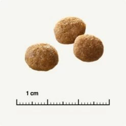 SELECT GOLD Senior +12 Geflügel Mit Reis 3 Kg -ANIMON Geschaft 6db53d99e99530132bf34d8482d69f423780c004 1081823016 de DE 6 1