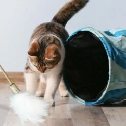 Kater Kasimir Premium Paket Mit 7 Beliebten Katzenspielzeugen Aus Naturmaterial -ANIMON Geschaft 84f221d79ef76f1b4f2f0037d329c11c6fce3a33 1408152 de DE 294269527f07b1898ca7562c986e956043828d3cA8xBpO