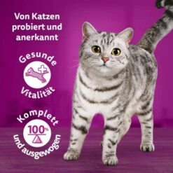 Whiskas Tasty Mix Multipack Chef's Choice In Sauce 40 X 85g -ANIMON Geschaft 90c69f8b60998b1e42a320aa3c632d7b173d2464 1410720 de DE Whiskas 7