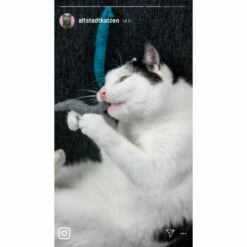 Kater Kasimir 3 Handgerollte Filzwürmchen Aus Schurwolle + 1 Mini-Flasche Katzenminze-Spray -ANIMON Geschaft 9f7ff512709dd50e91c430c3ac3ef7ee598f1a2a 1409266 de DE 1fc0cc3c919dcaaf28a0e442859a52c0a2aaef43Mb7rqZ