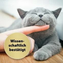 Felisept Home Comfort Beruhigungshalsband Für Katzen -ANIMON Geschaft a12253aa64d0ef9e2479e95be523a78f4faefdb3 1238279 de DE Felisept 3