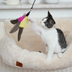 Schlitzohr Katzenangel Federanhänger 5x -ANIMON Geschaft ac968f3e92fea38def92e5a7524fa7085dc78563 1484675 de DE ddb20d567bfb55f49958028f07ad50186cd87523xUAnfc