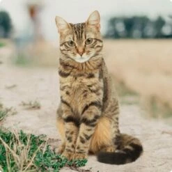 REAL NATURE Original Adult 2kg Kaninchen & Huhn -ANIMON Geschaft bc56b458619aa86240780c2f64ff928db9b8da6b 1246887 de DE Real Nature Original Cat Bild 12