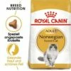 ROYAL CANIN Norwegian Forest Adult 10 Kg -ANIMON Geschaft bd83a183df54eafc735ca3741efaa322963d8d08 42b902f08d40bd229708b3798bea84cf9f6eb4ae