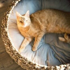 District 70 COCOON Natural M -ANIMON Geschaft d1bca9000c27271741682ed9d9947040fa216679 010fccd4edaf289528235b12a94f95e756b71b5e