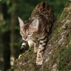 REAL NATURE WILDERNESS Gefriergetrocknete Hühnerherzen 6x25g -ANIMON Geschaft d8d56532a72718c4b32c66c9dab67dcaff97d3de 1265729 de DE Real Nature Wilderness Cat Bild 15