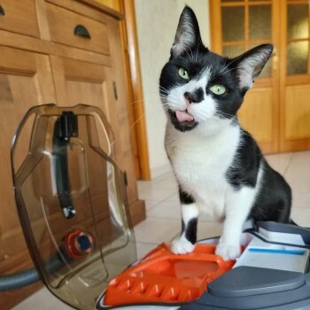 THOMAS Staubsauger 8 THOMAS Staubsauger – Bild 6