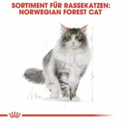 ROYAL CANIN Norwegian Forest Adult 10 Kg -ANIMON Geschaft fbb7469796543bd639ecf9b5bdacfec6845c76e4 cac6e10546e06170d84336bb88e578437b718711