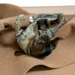 Canadian Cat Company Spielteppich Für Katzen Braun -ANIMON Geschaft feeb1471a0788eb13995861dfe89bb445b21d4b8 1394213 de DE 4a32360e22e339a18cf0f9a52c488f1077251d777uzNQw